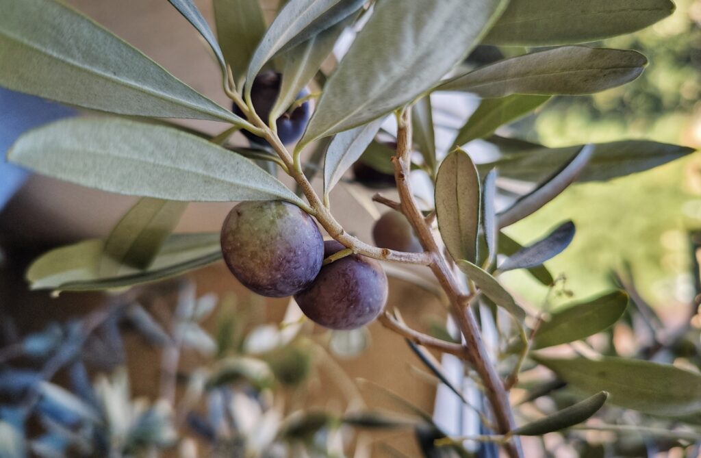 olives growing on a branch in Aix-en-Provence