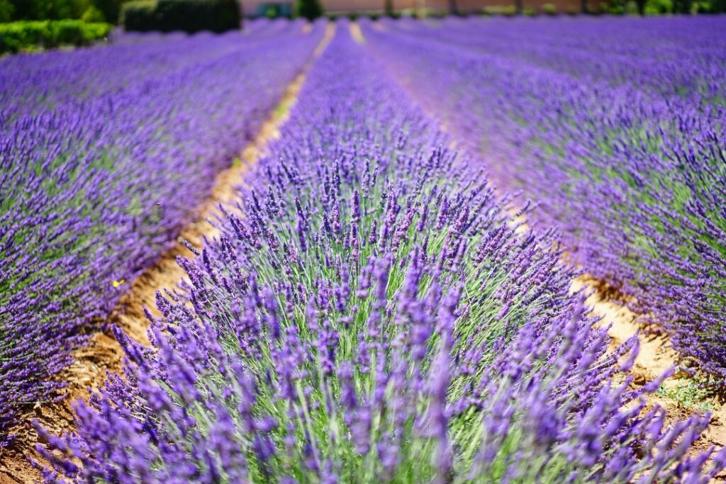 lavender field near aix en provence